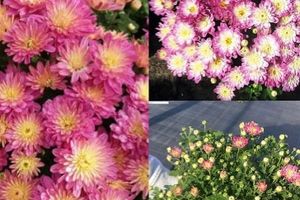 Купить хризантемы, по сниженной цене от 👩‍🌾 Садового центра ТАВОЛГА - Осень 2022