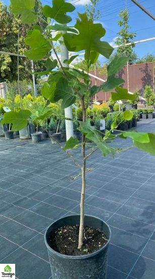 Тюльпанове дерево, Ліріодендрон с5, від 1м, оптом-роздріб, Садовий центр, ландшафт