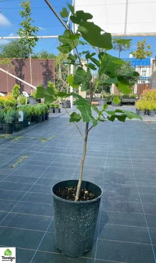 Тюльпановое дерево, Лириодендрон с5, от 1м, оптом-розница, Садовый центр, ландшафт