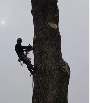 Удаление крупных и средних сухих деревьев