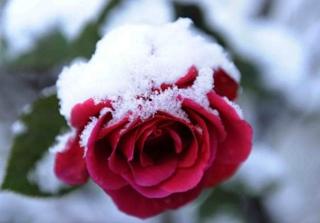 роза под снегом, цветы под снегом, фото роз, розы фото
