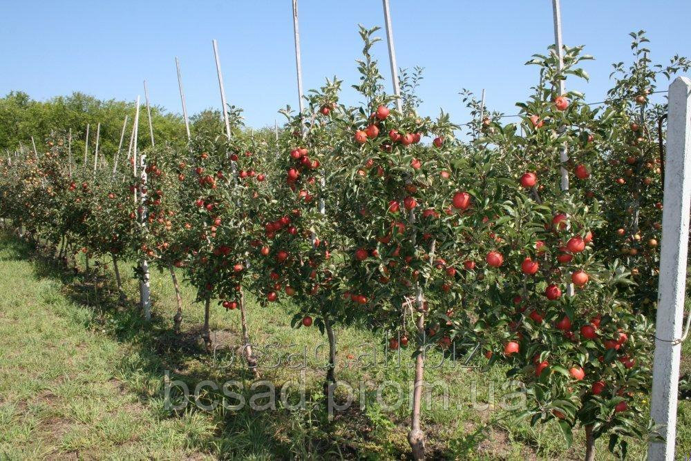 купить саженцы яблони в Украине